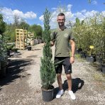 Borievka skalná (Juniperus scopulorum) ´BLUE ARROW´- výška 150-180 cm, kont. C15L